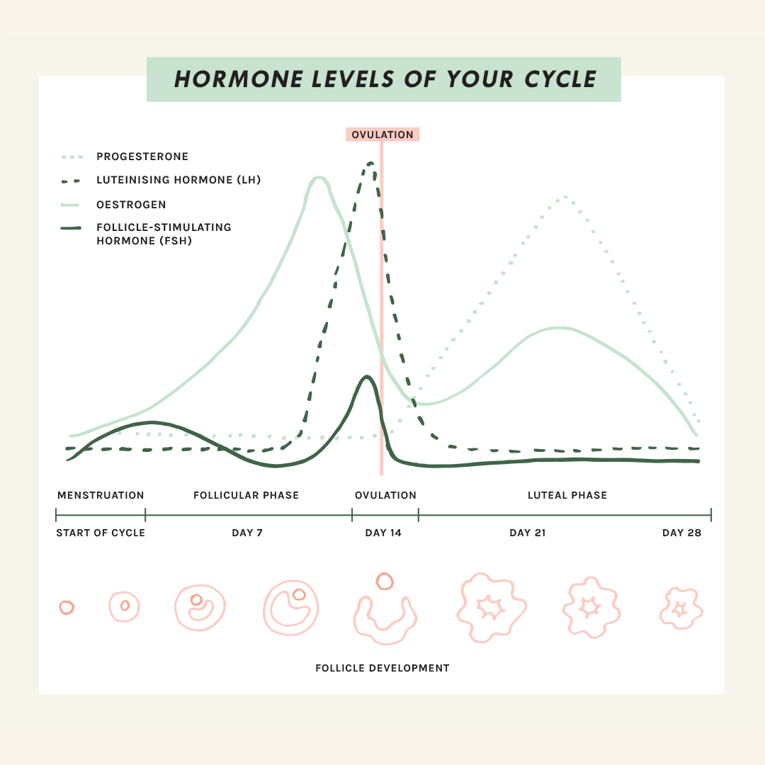 monthly menstrual cycle hormone levels
